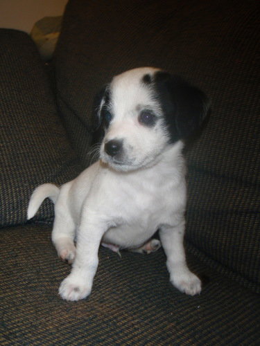 Snoopy
