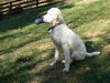 Toby