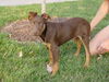 Tess