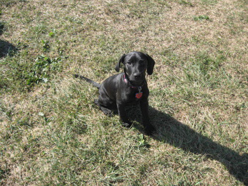 Cooper