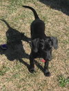 Cooper