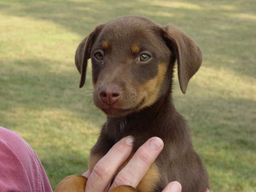 Tootsie