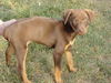 Tootsie