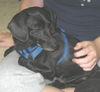 Nellie