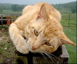 adoptable Cat in Georgetown, KY named Barn Cat