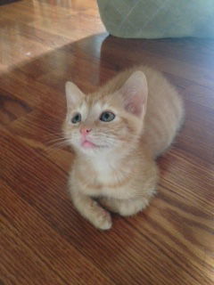 Opie