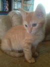Opie
