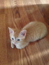 Opie