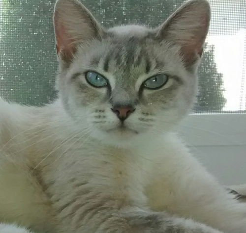 Sapphire