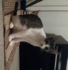 Brady