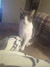 Brady