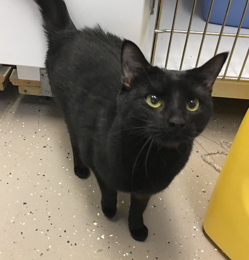 Sirius