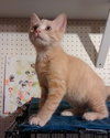Fritz