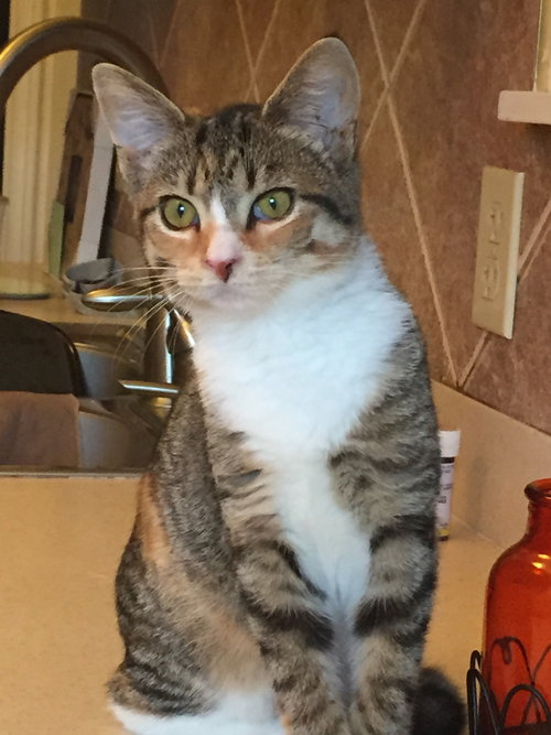 Brynie