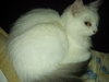 Snowball