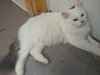Snowball