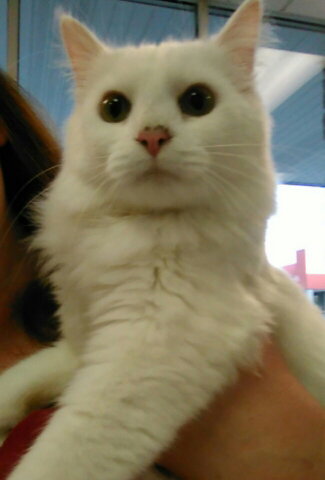 Snowball