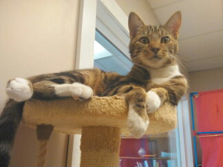 Colby