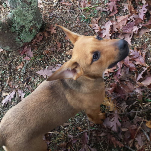 Copper