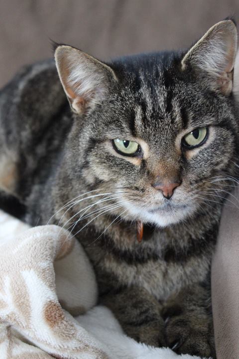 Fritz