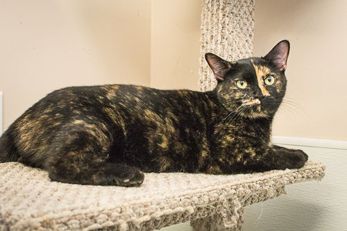 Patia