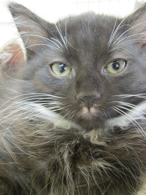 Fluffy