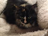 Hildy