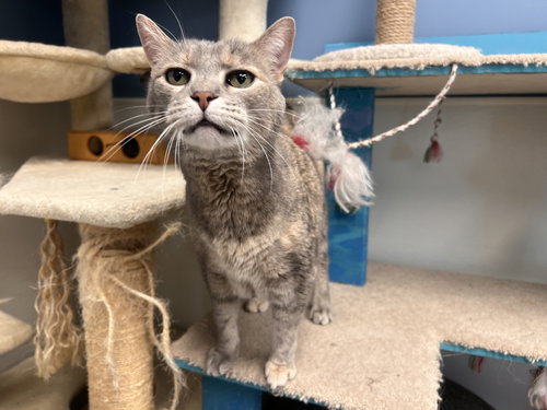 Ginger- Must Apply in Person !, an adoptable Dilute Calico in Georgetown, KY