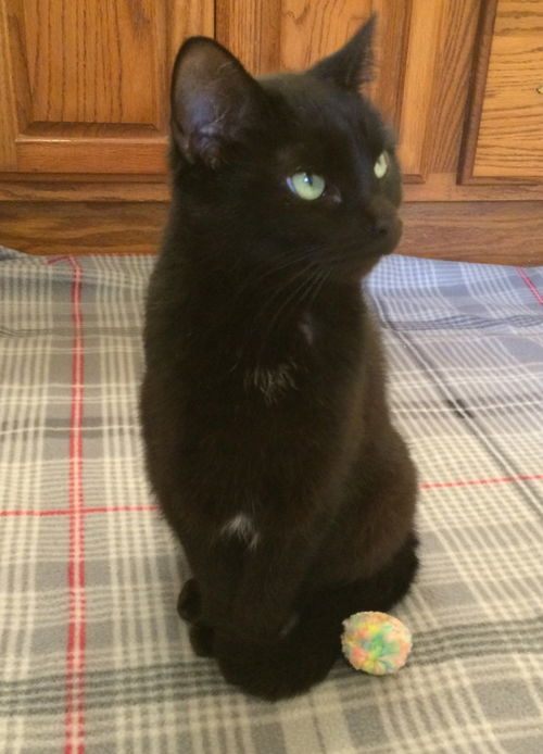 Onyx