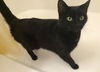 Onyx