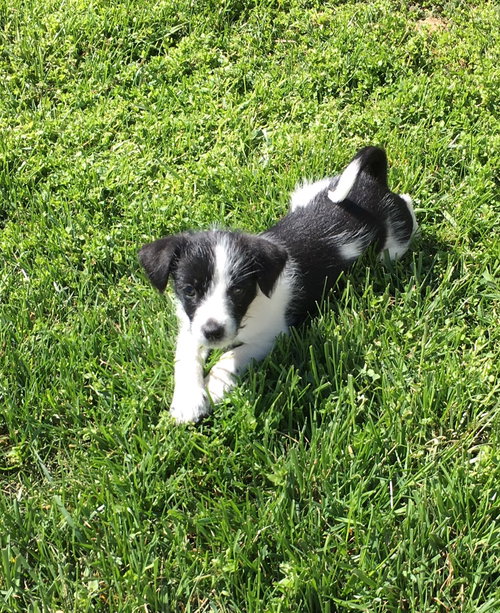 Stella