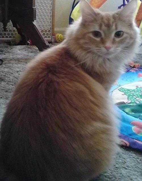 Miss Garfield