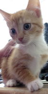 Sammie Sweetheart