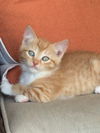 Sammie Sweetheart