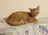 Sammie Sweetheart