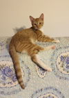 Sammie Sweetheart