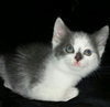 Misha