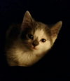 Misha