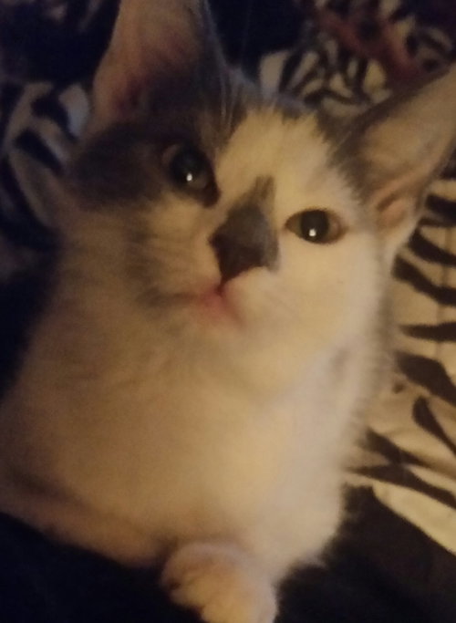 Misha