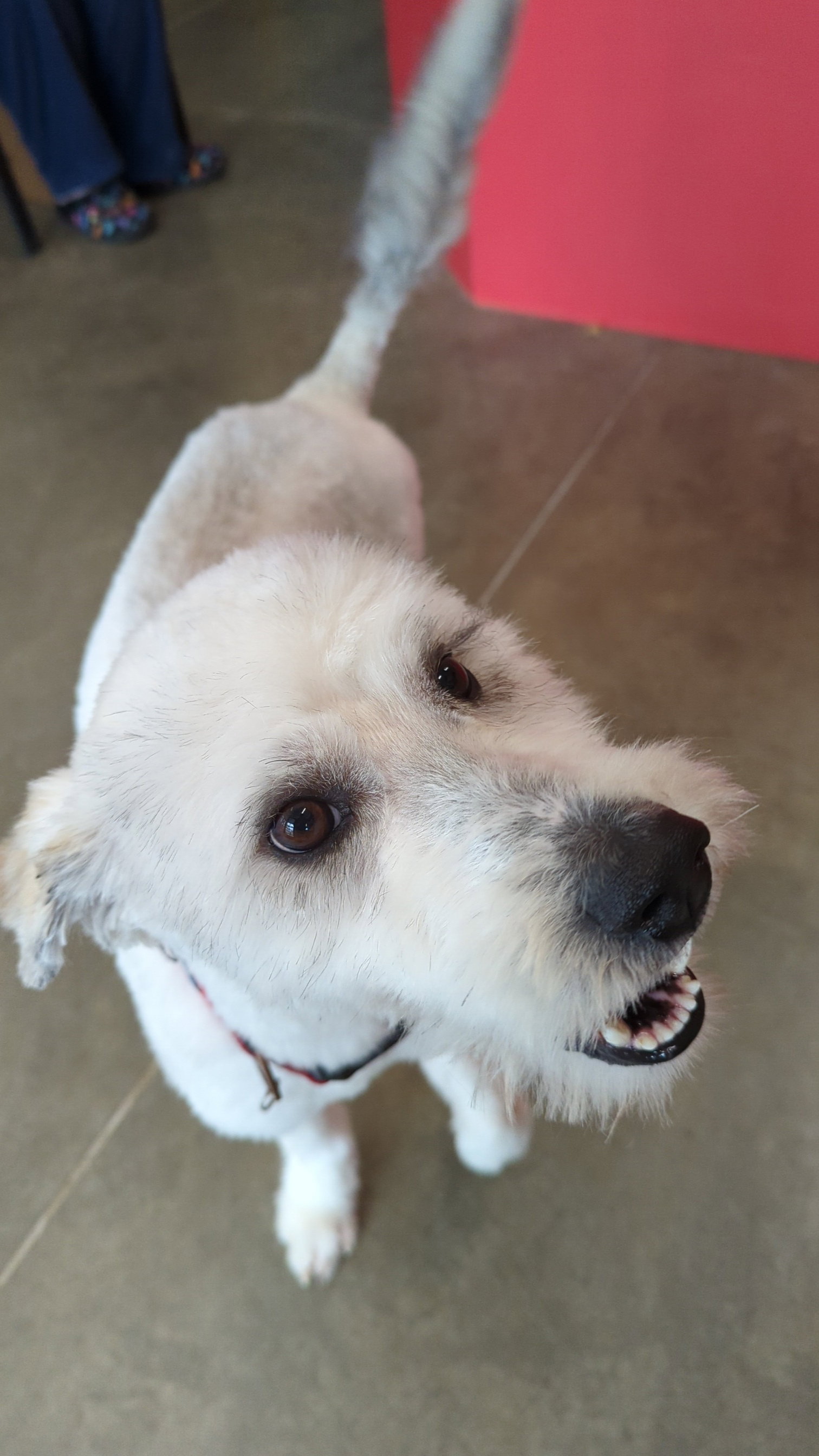 Dog for Adoption Pickle, a Poodle (Standard) in Palo, IA Alpha Paw