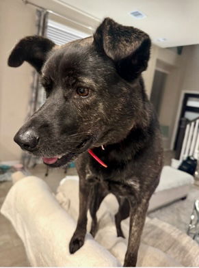 picture of the dog needing adoption