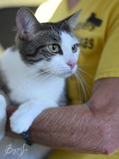 picture of the cat needing adoption