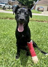 Zeke - Photo 8