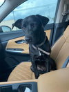 Zeke - Photo 6