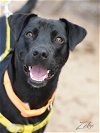 adoptable Dog in montgomery, TX named Zeke