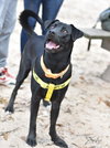 Zeke - Photo 2