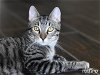 adoptable Cat in montgomery, TX named Romeo