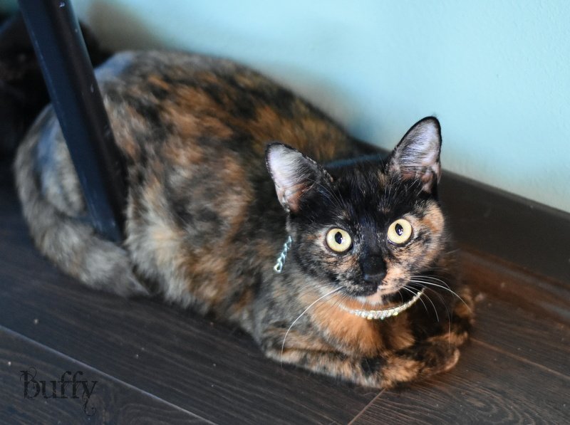 adoptable Cat in Montgomery, TX named Buffy