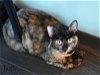 adoptable Cat in montgomery, tx, TX named Buffy