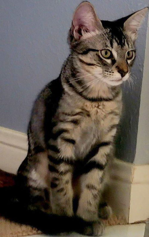 picture of the cat needing adoption